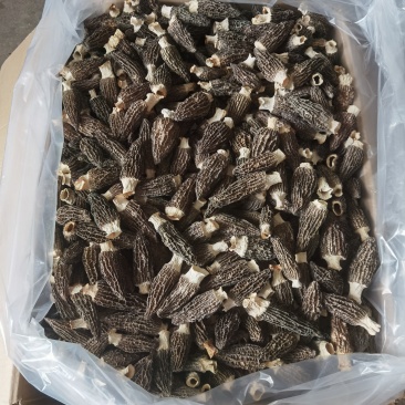 羊肚菌干羊肚菌，批发价150-300元/斤看品质
