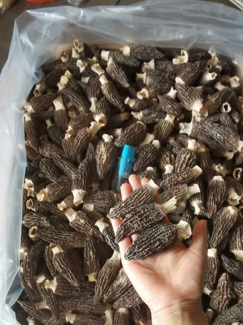 羊肚菌干羊肚菌，批发价150-300元/斤看品质