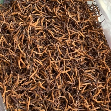 虫草大的一根30元，中的一根20元，小的一根15元