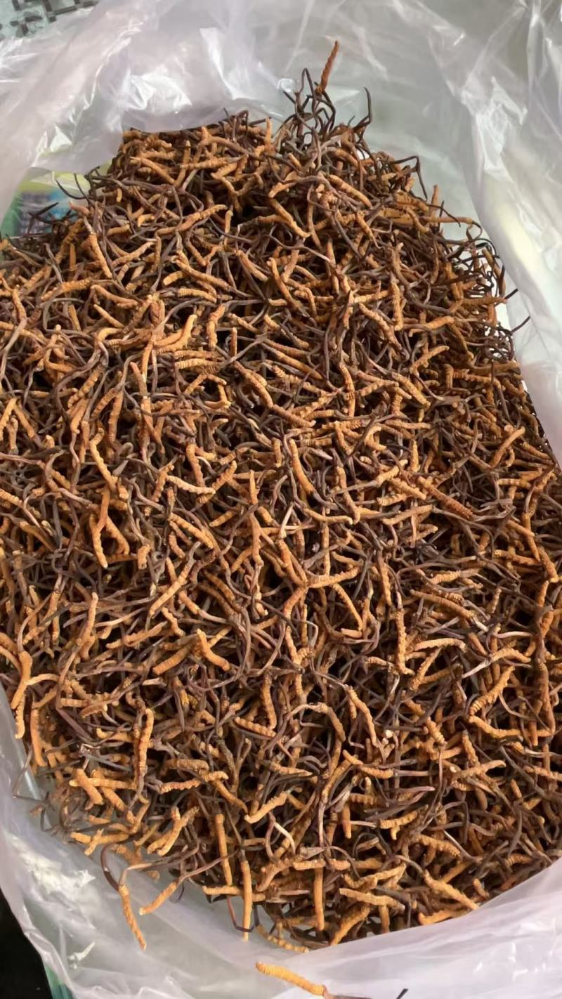虫草大的一根30元，中的一根20元，小的一根15元