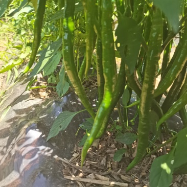 鲜辣椒青线刀