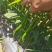 鲜辣椒青线刀