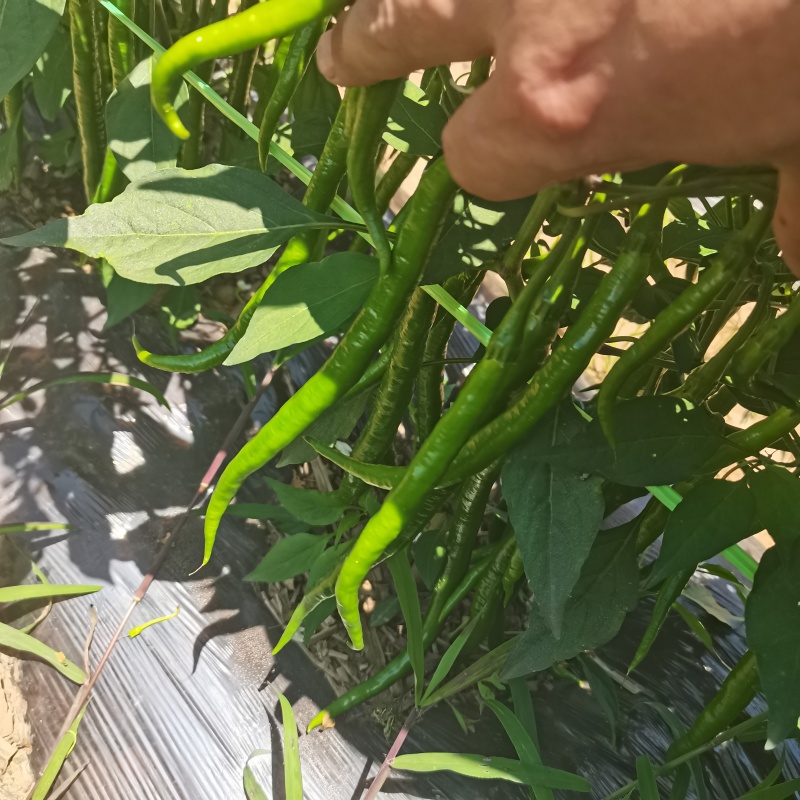 鲜辣椒青线刀