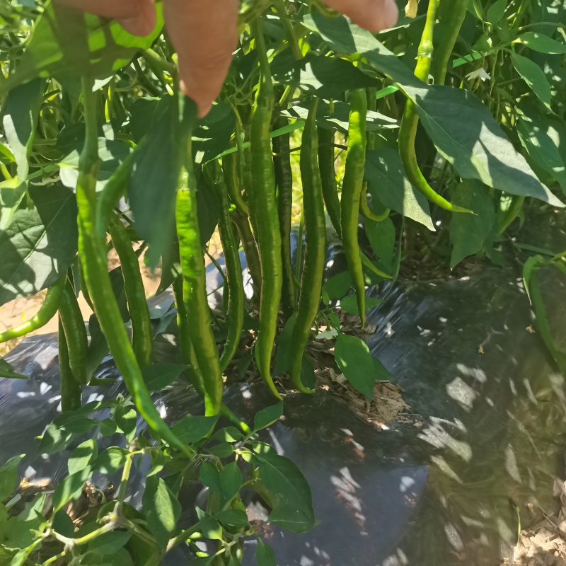 鲜辣椒青线刀