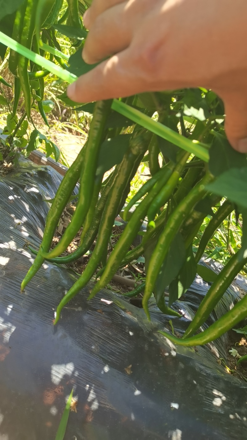鲜辣椒青线刀