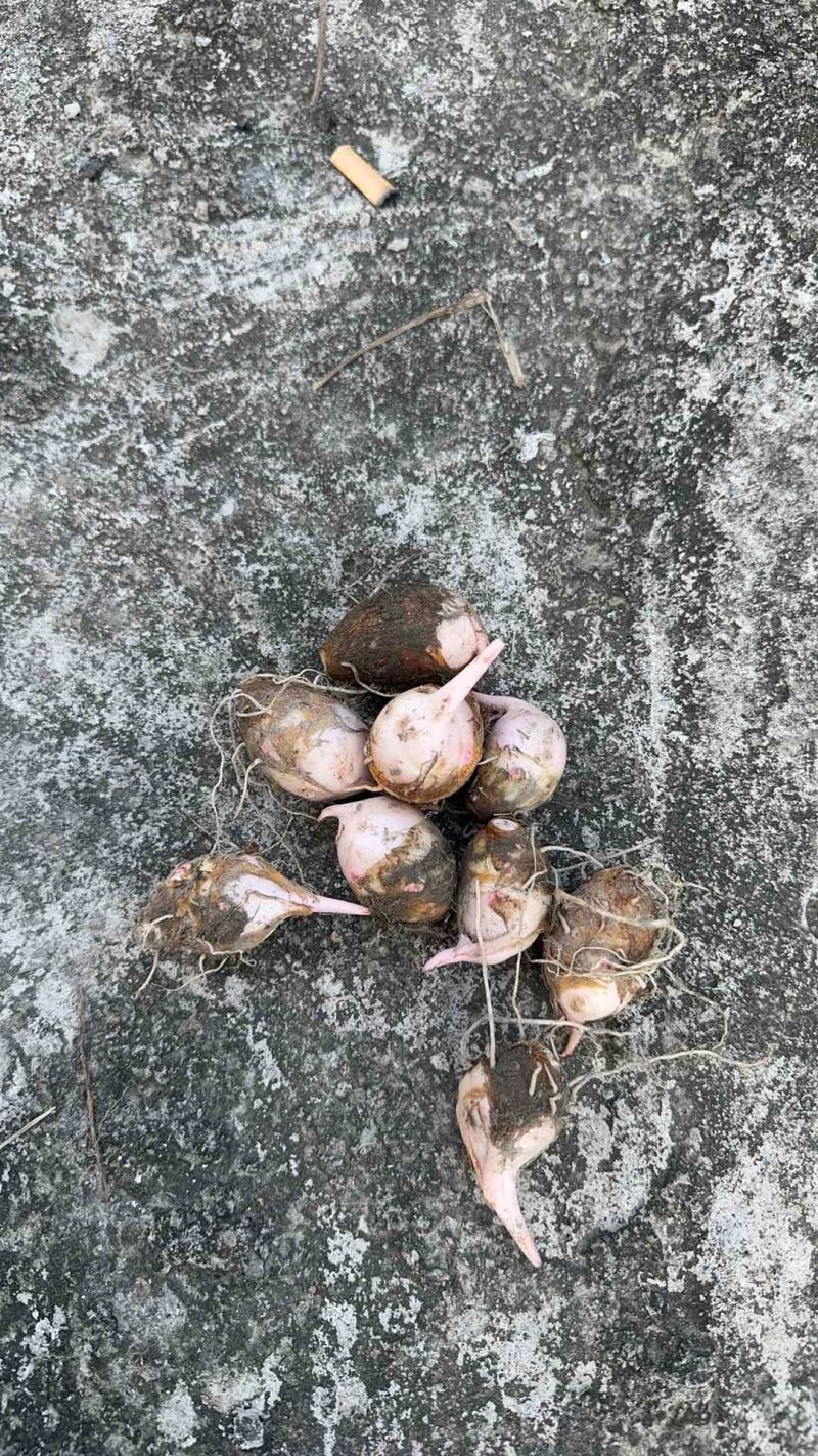 芋头通货