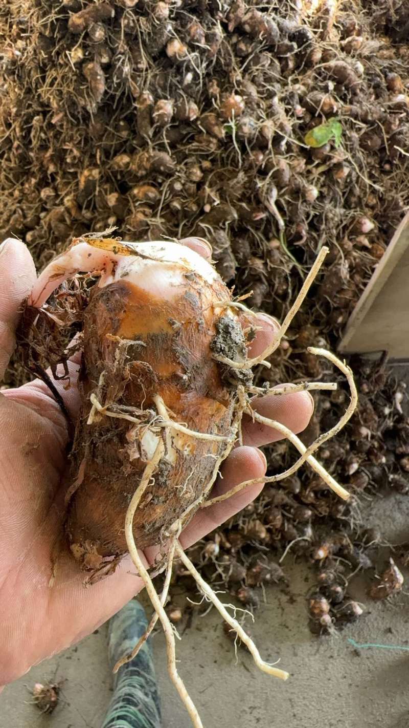 芋头通货