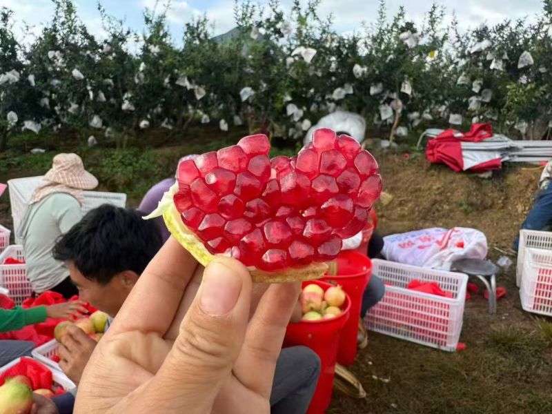突尼斯软籽石榴一级果7两~一斤多，二级果五两以上