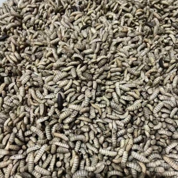 黑水虻鲜虫