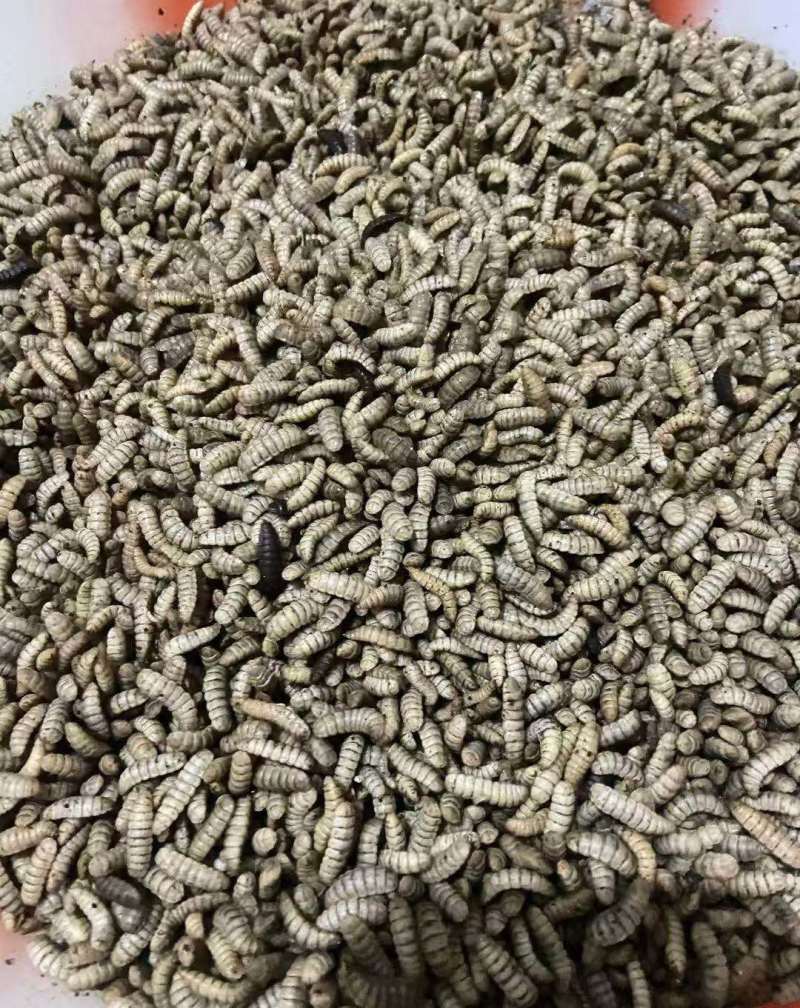 黑水虻鲜虫
