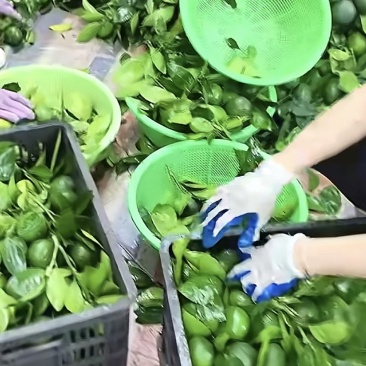 蜜橘特早蜜桔、大分1号、大分4号、大埔、普早、晚熟蜜橘等