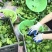 蜜橘特早蜜桔、大分1号、大分4号、大埔、普早、晚熟蜜橘等