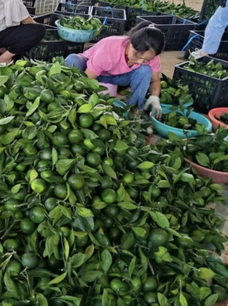 蜜橘特早蜜桔、大分1号、大分4号、大埔、普早、晚熟蜜橘等