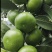 蜜橘特早蜜桔、大分1号、大分4号、大埔、普早、晚熟蜜橘等