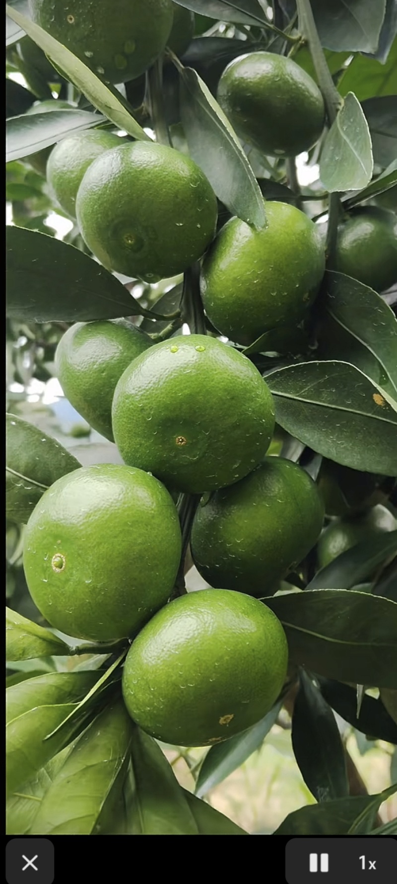 蜜橘特早蜜桔、大分1号、大分4号、大埔、普早、晚熟蜜橘等