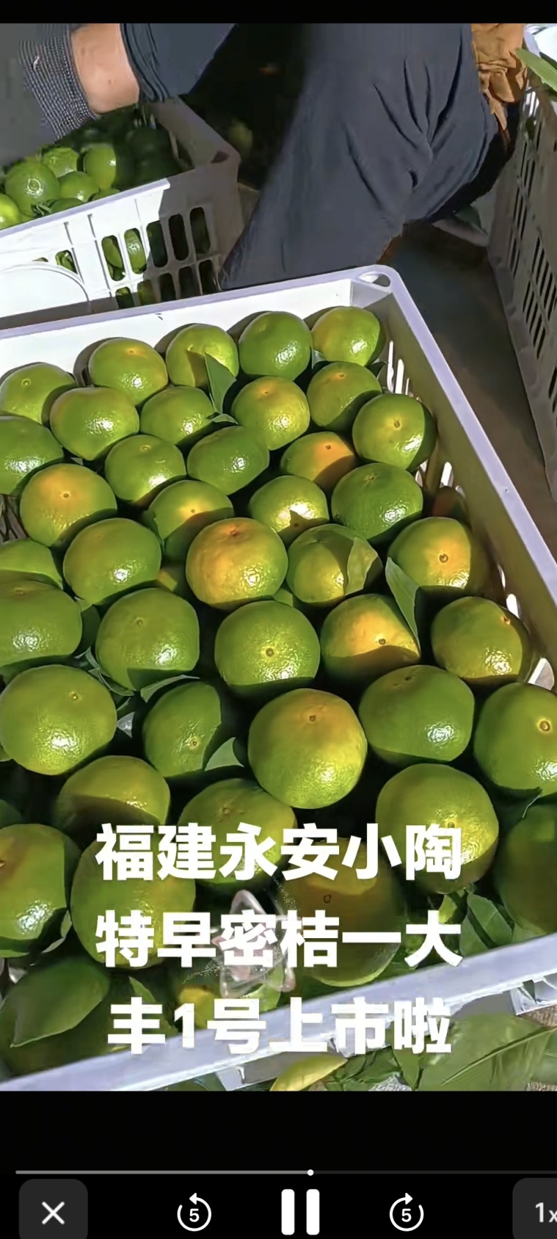 蜜橘特早蜜桔、大分1号、大分4号、大埔、普早、晚熟蜜橘等