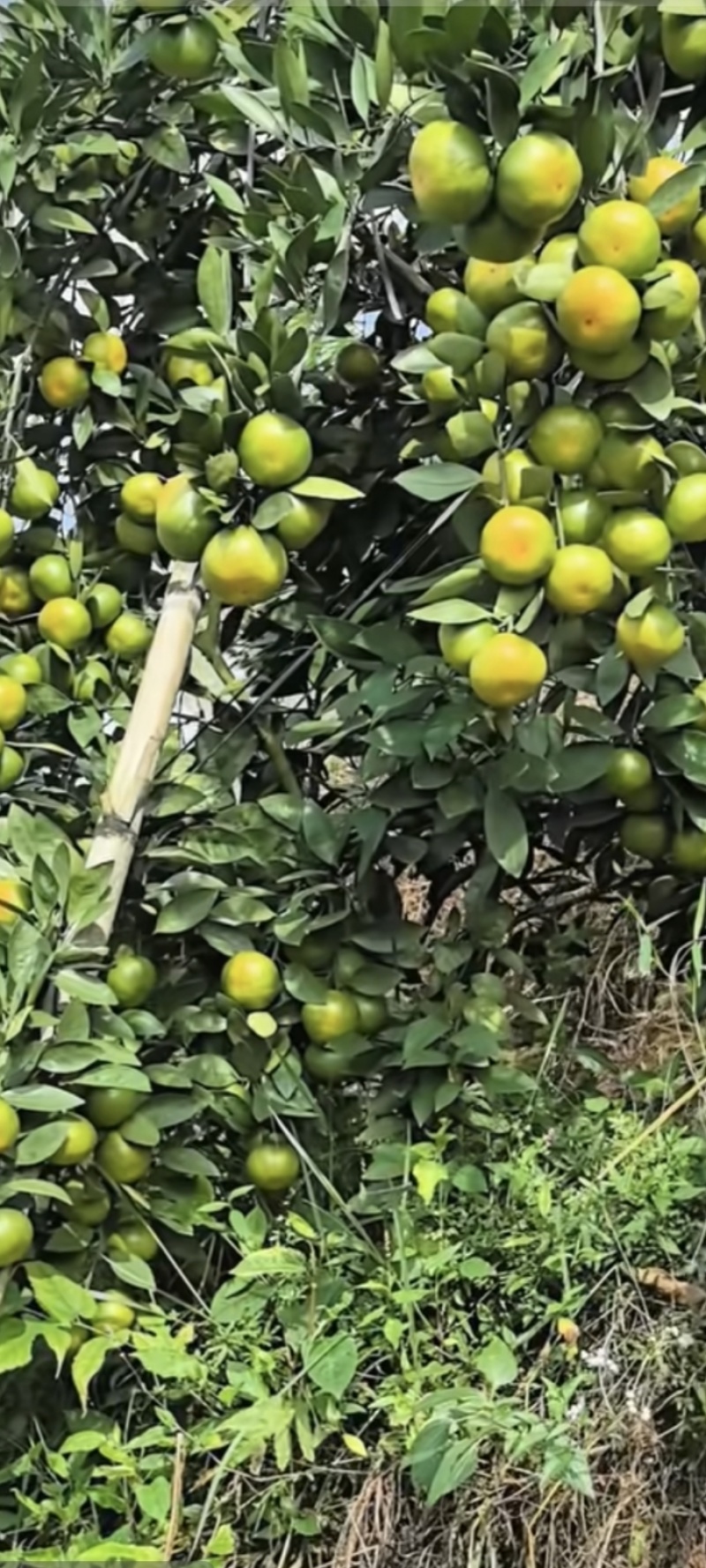 蜜橘特早蜜桔、大分1号、大分4号、大埔、普早、晚熟蜜橘等