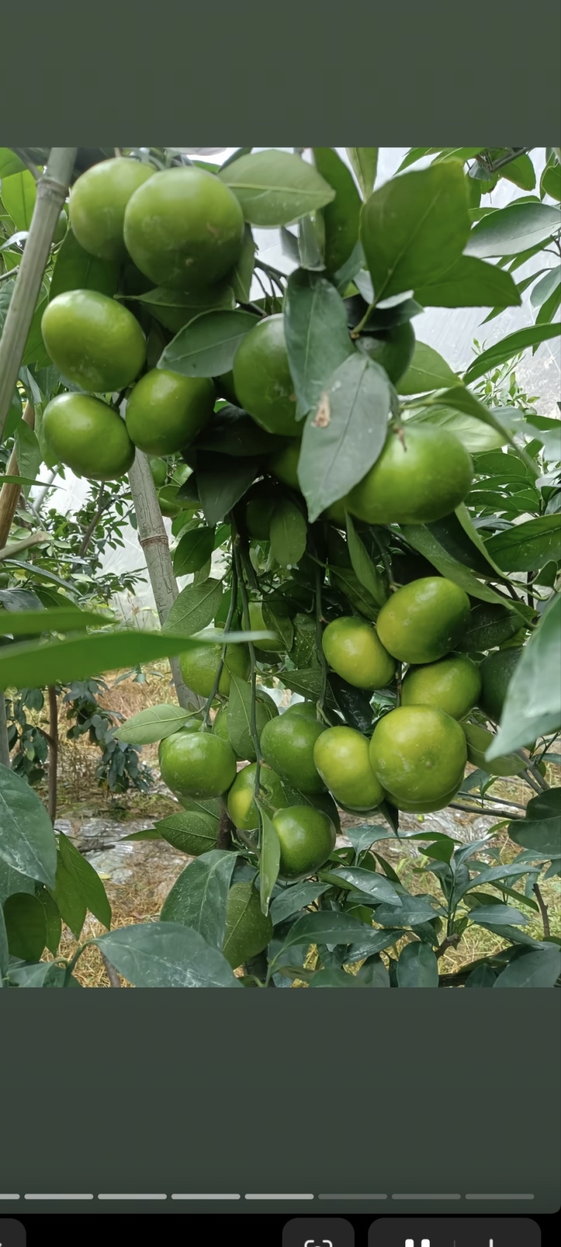 蜜橘特早蜜桔、大分1号、大分4号、大埔、普早、晚熟蜜橘等