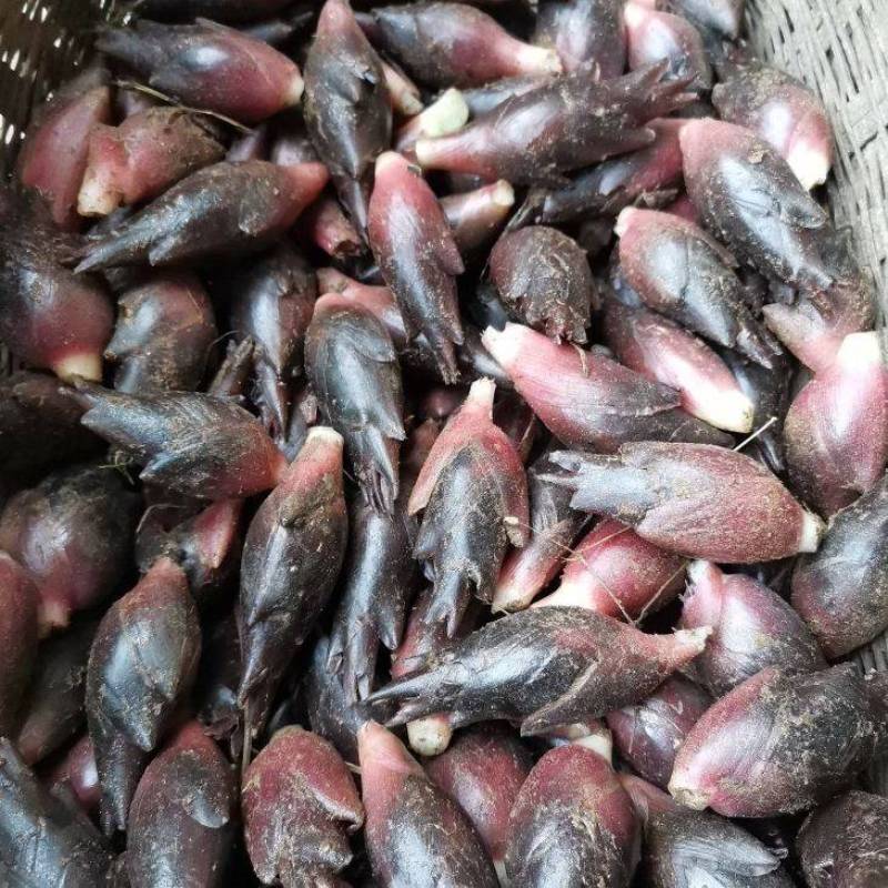 阳荷带泥，不分级