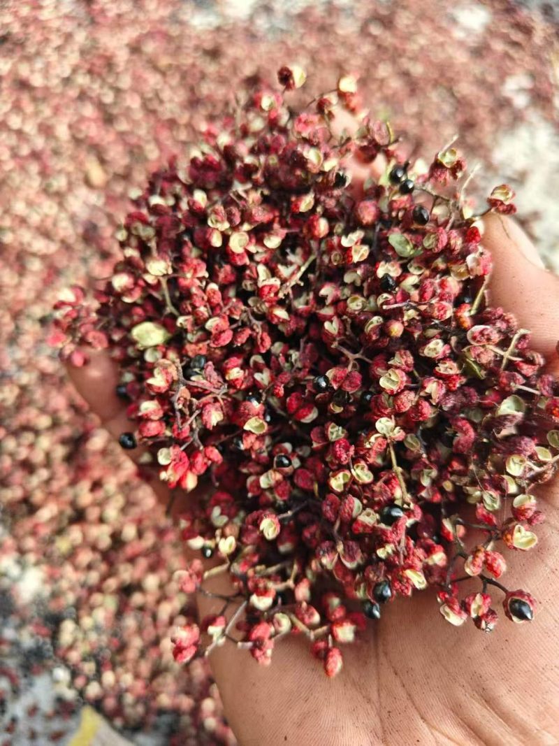 大红袍花椒干花椒