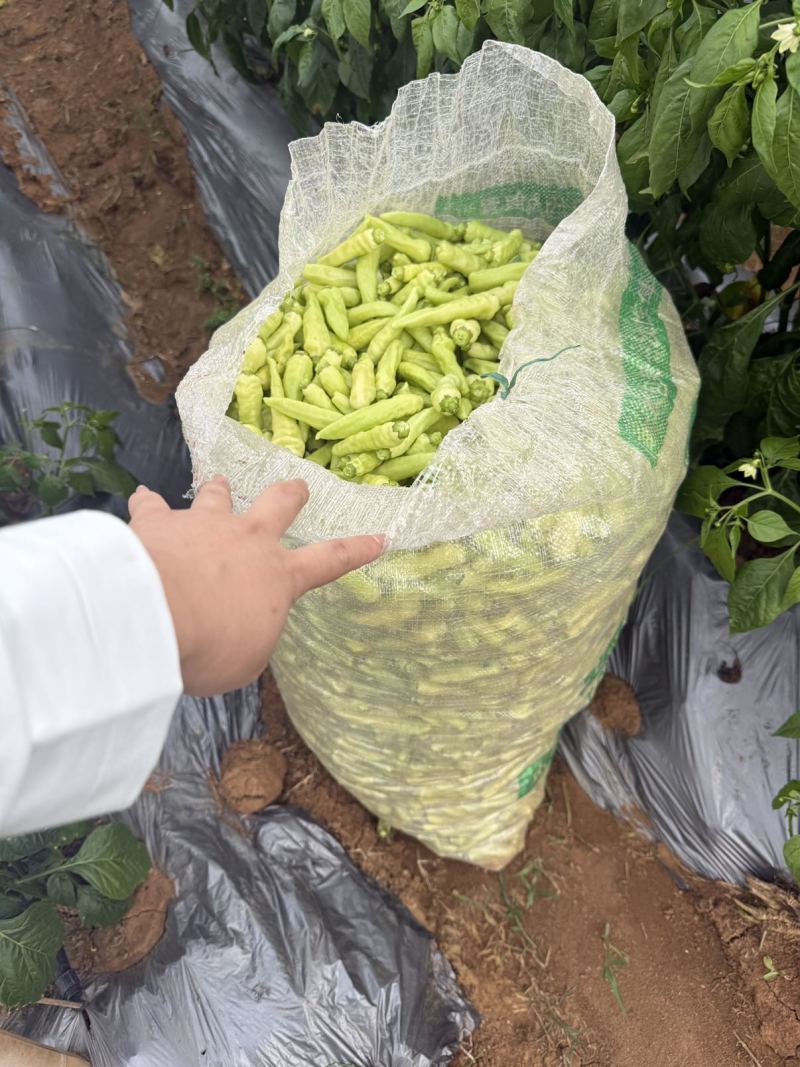 白米椒3-6元不等