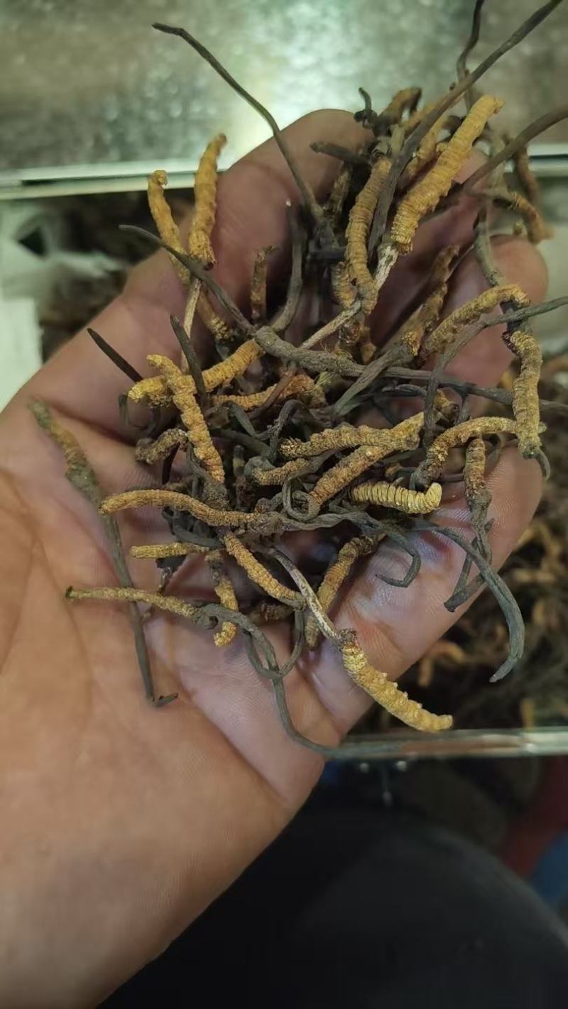 虫草