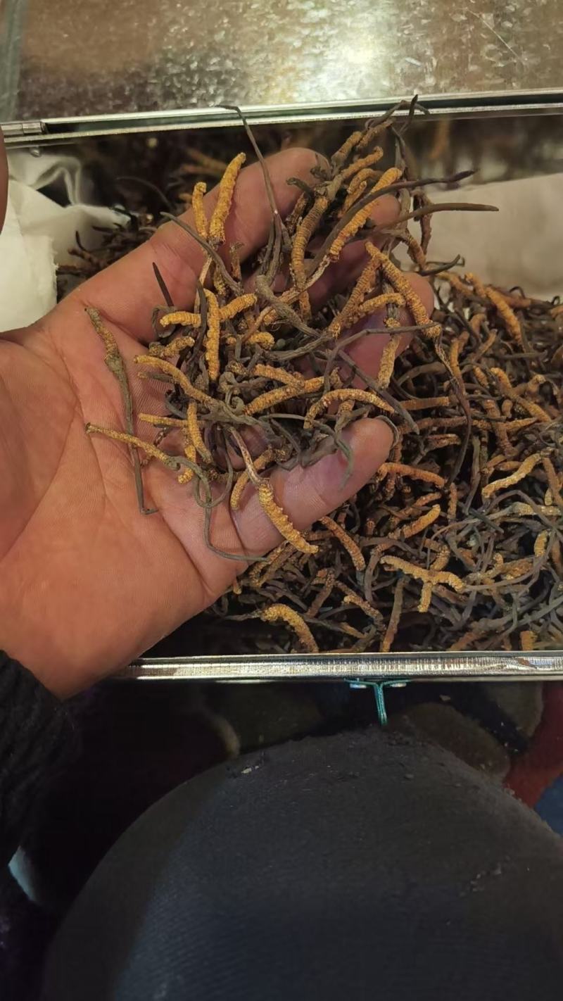 虫草