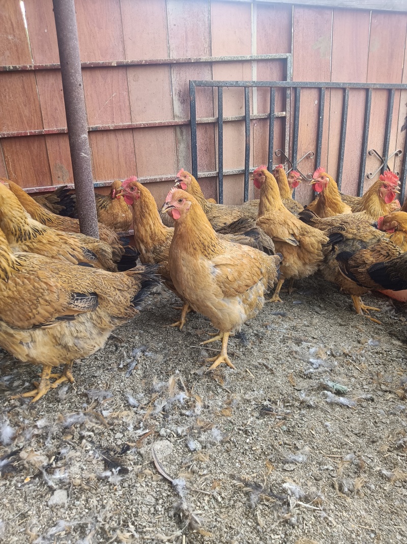 鸡肉散养大公鸡,活禽,白条鸡