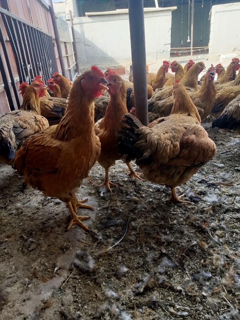 鸡肉散养大公鸡,活禽,白条鸡
