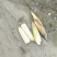 糯玉米糯玉2000品种