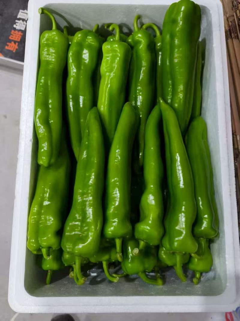 尖椒普货