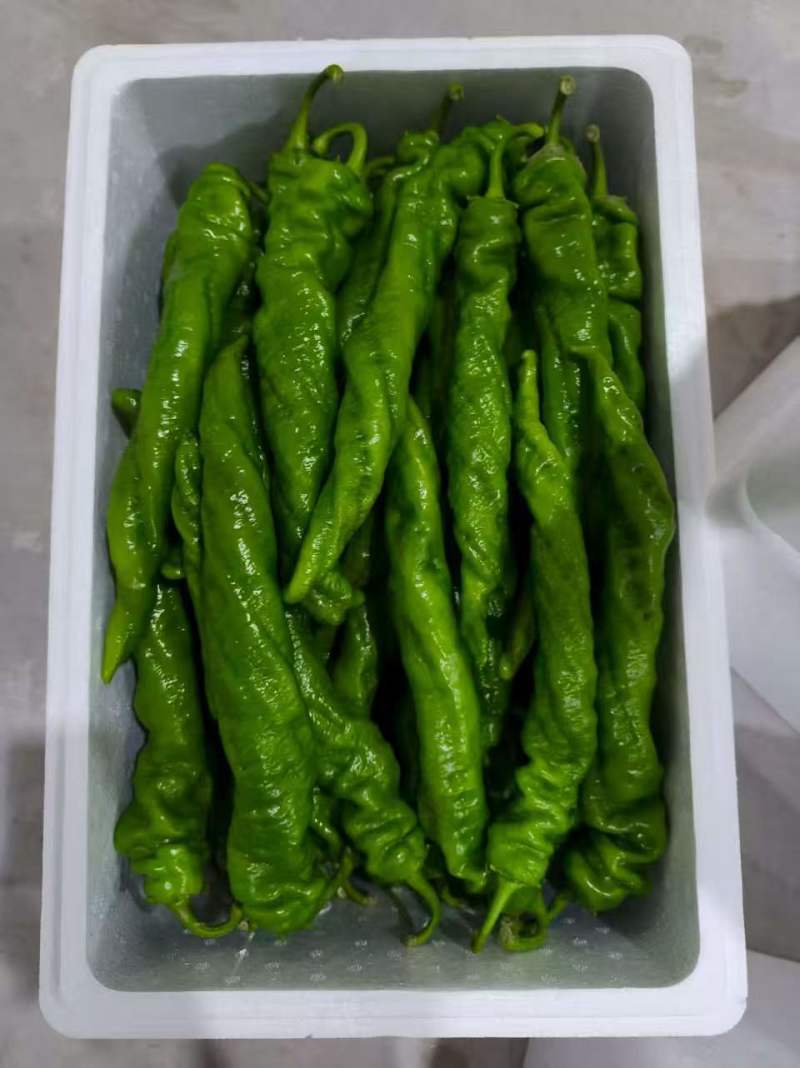线椒普货