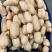莲藕泥藕2.6元/斤，洗藕2.8元/斤