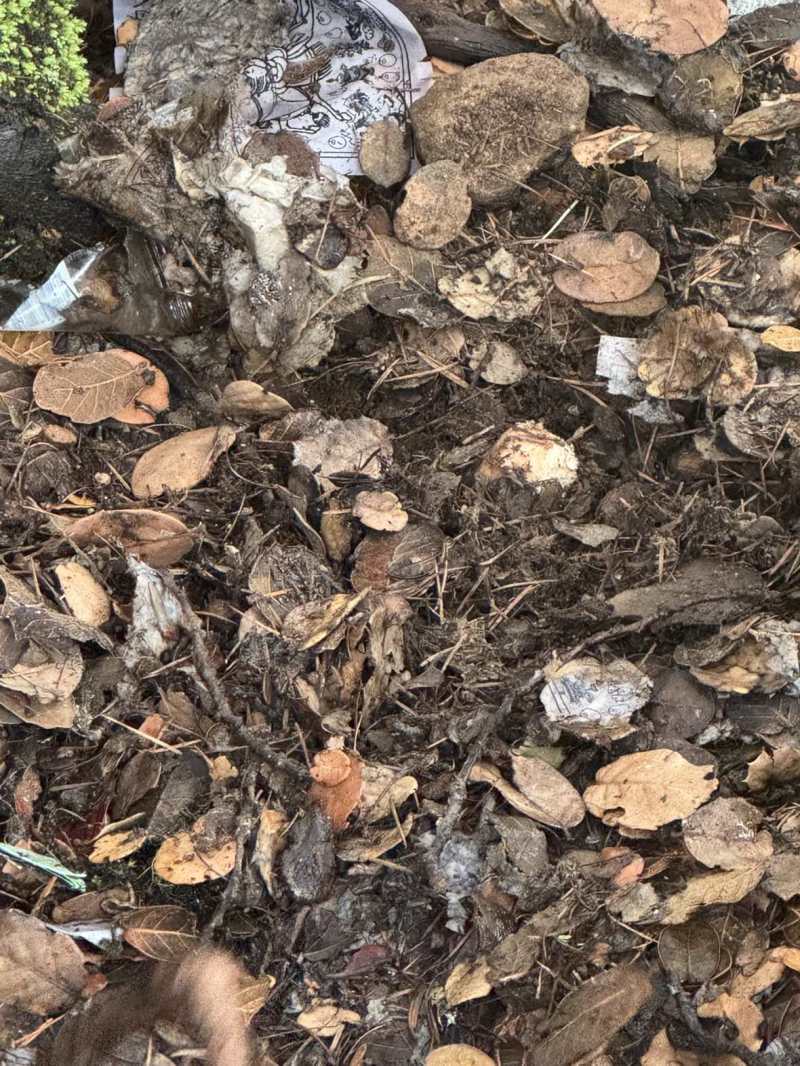 松茸按规格分级：3-5cm/5-7cm/7-9cm/9-