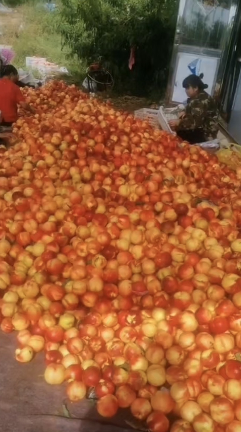 桃中油八