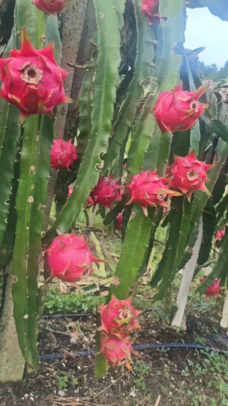 火龙果