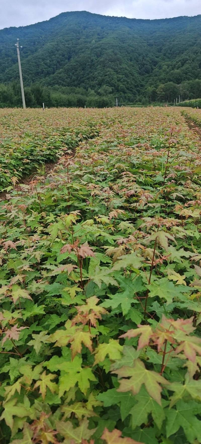 枫树苗三十公分起