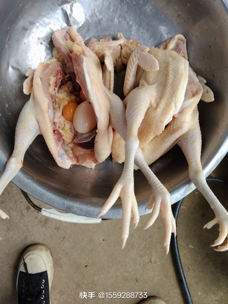 活鸡土鸡，散养，宰杀好发货