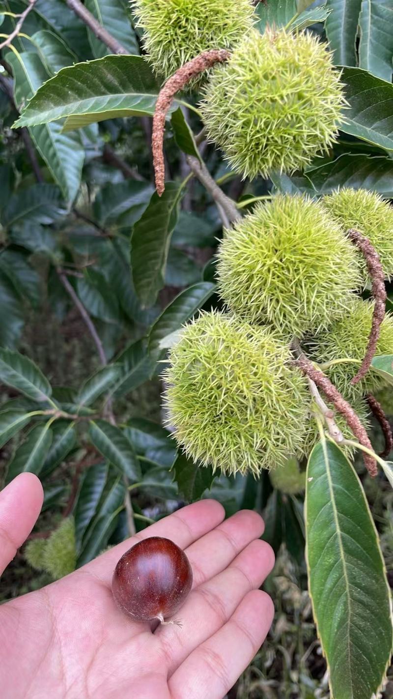栗子通货