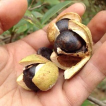 油茶籽统货