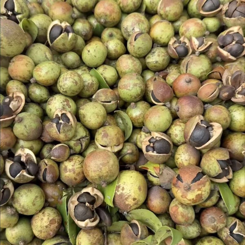 油茶籽统货
