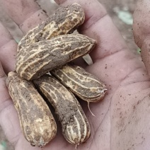 黑花生带壳鲜果，非干花生，洗好发货，不分大小果混装