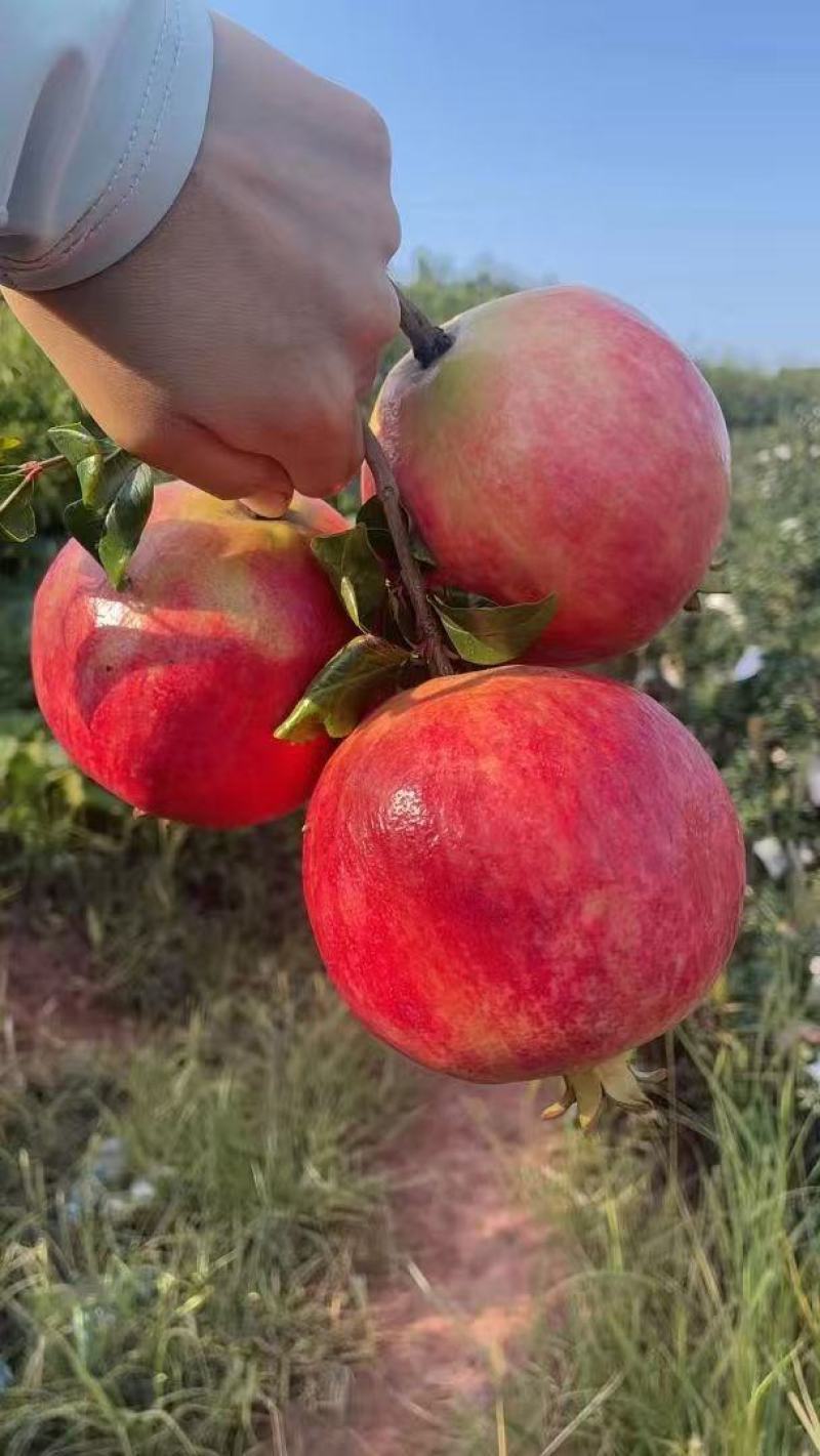 会理突尼斯软籽石榴通货5两起选