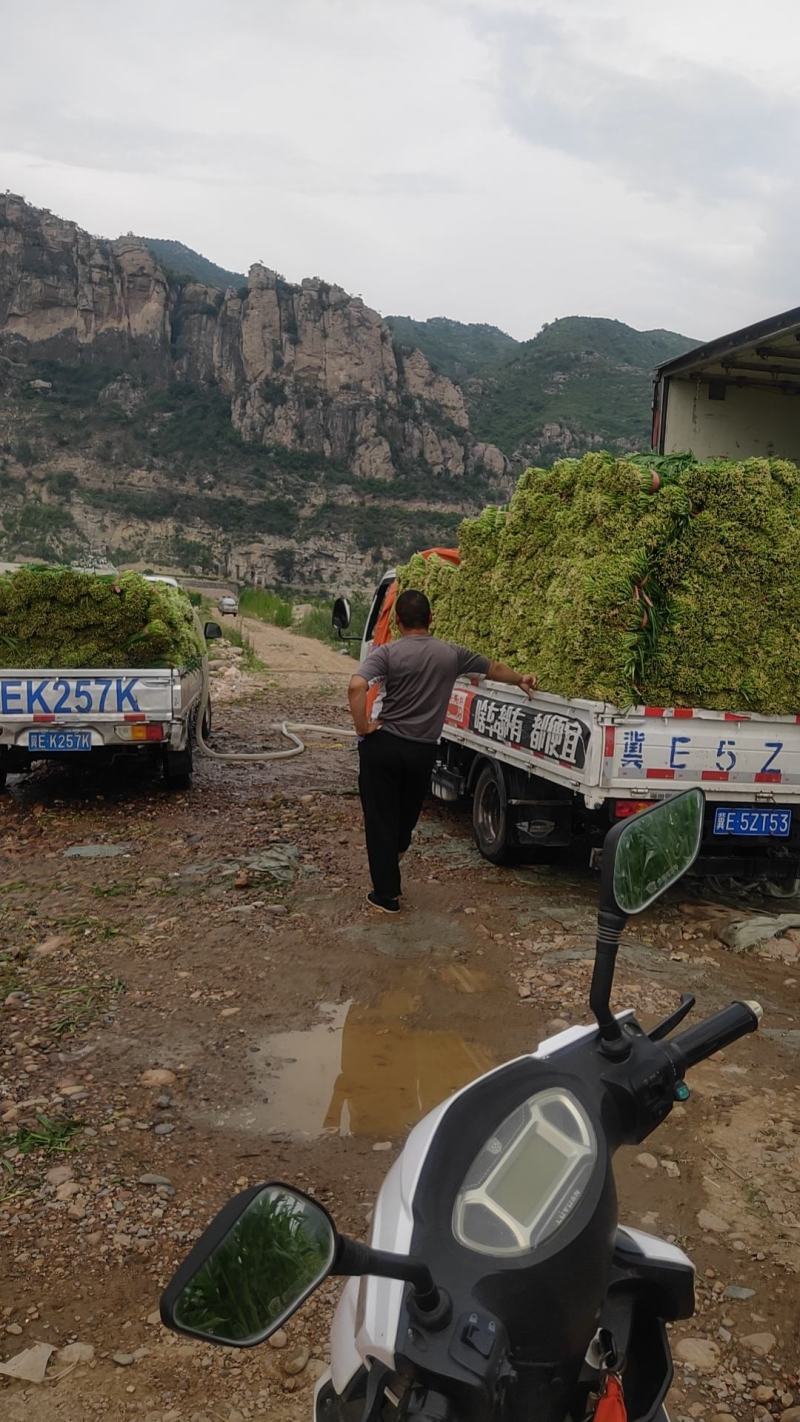 韭菜捆好的，一捆约3斤