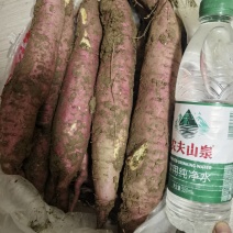 板栗薯二两起步