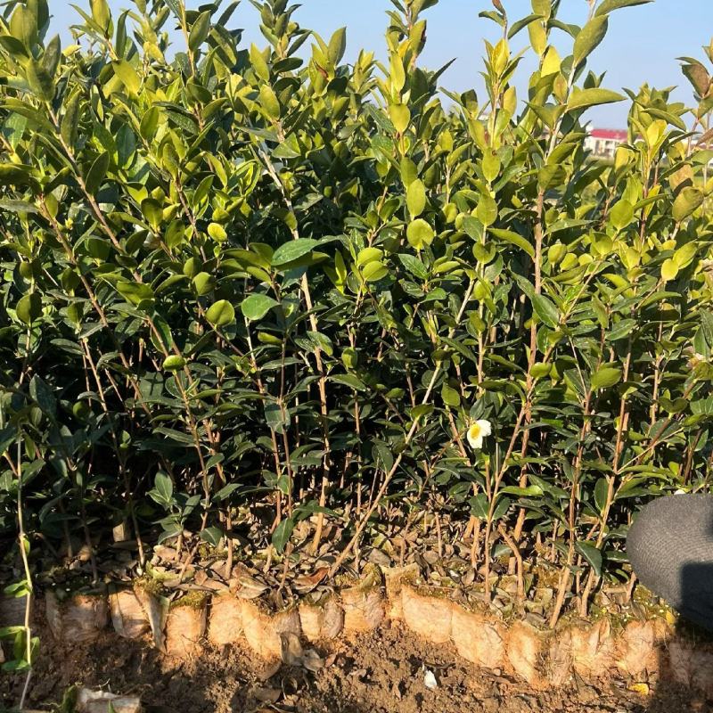 油茶苗