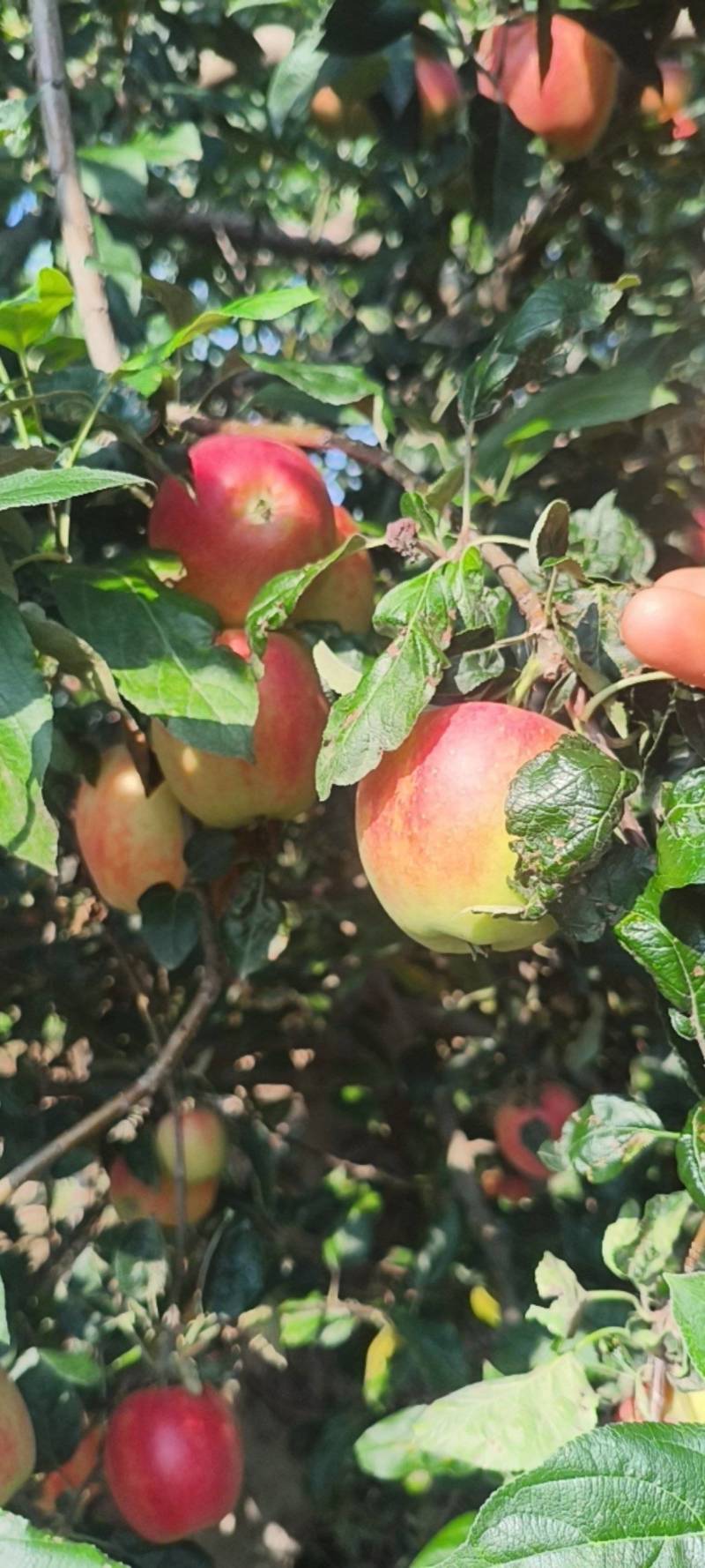 鲁丽苹果六零起步