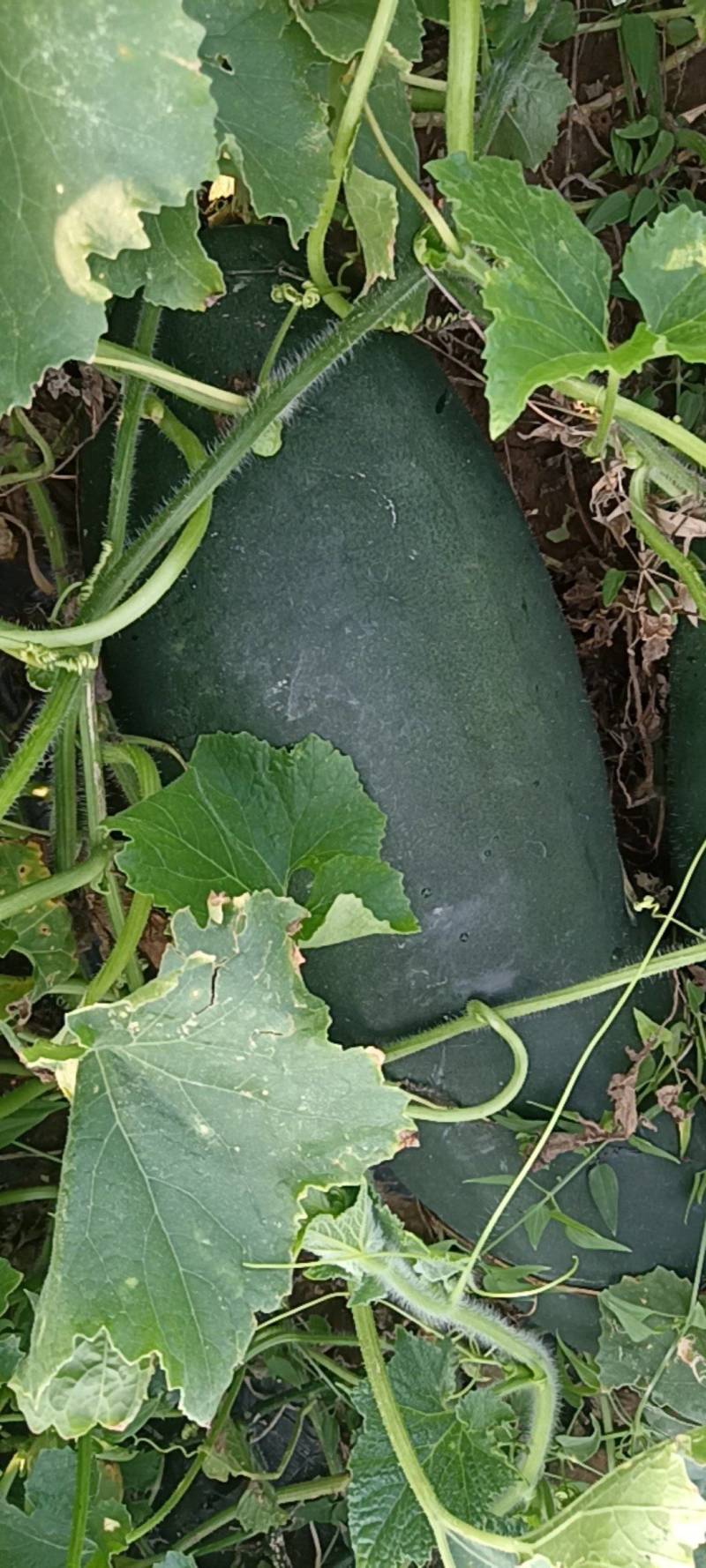 冬瓜15斤以上