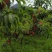 锦绣黄桃统货4元/斤，精果5元/斤