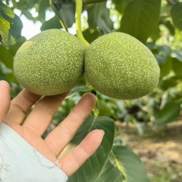 青皮核桃70斤/袋